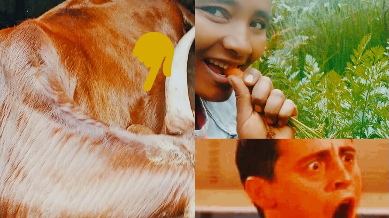 🙋‍♀️🐄 gatii sa.aa tokko meqan akka bitee 50'000 dhagefadha