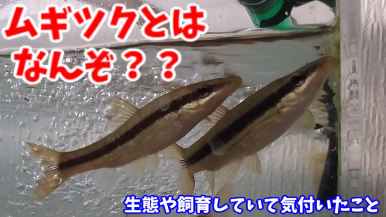 日本淡水魚ムギツクを特集してみた!!