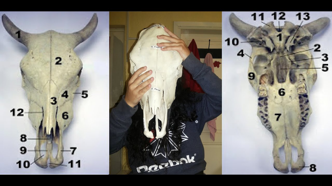 Anatomia Craneo de Bovino, Marisa Machado