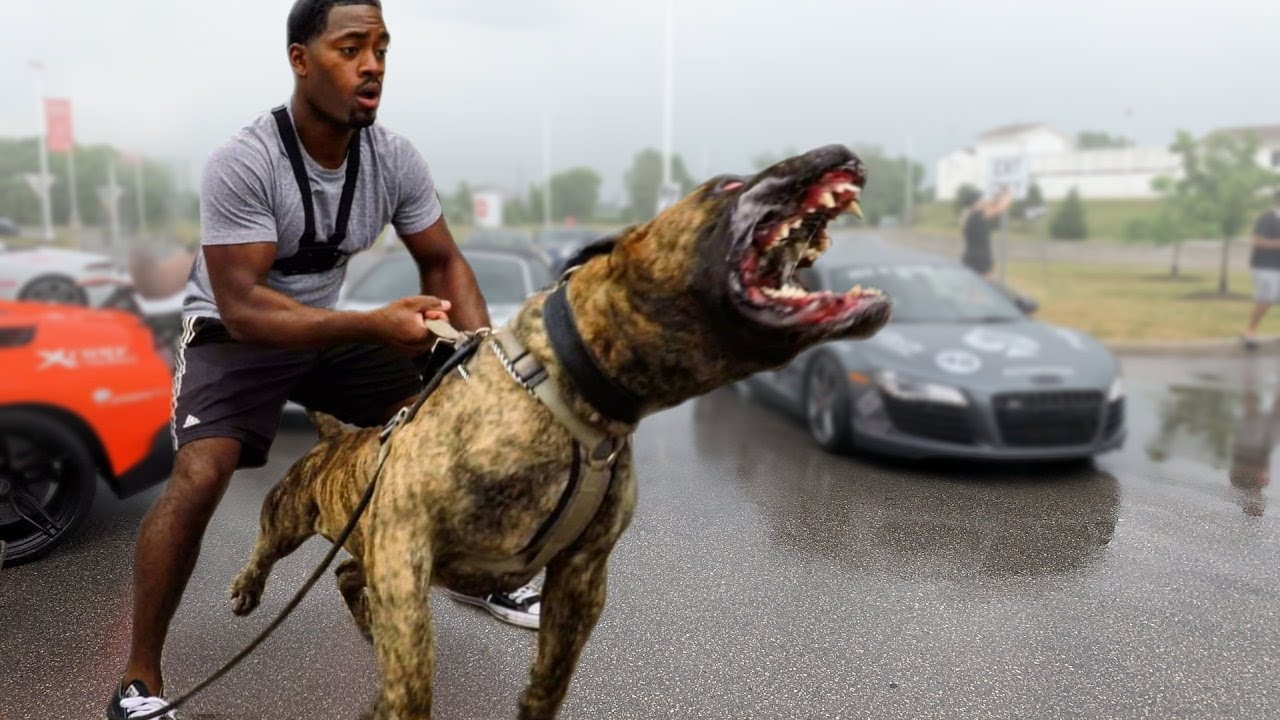10 Most Intimidating Dogs To Frighten Intruders