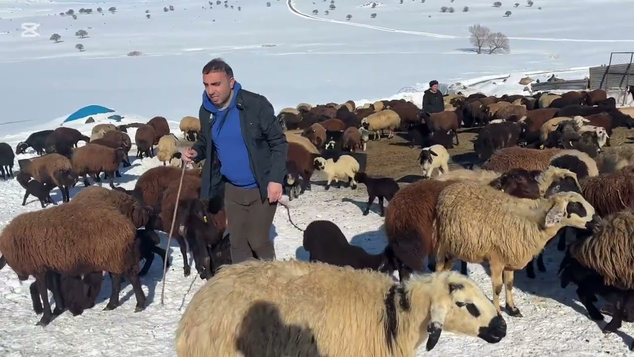 Muş Varto İskender Köyü 19.02.2025