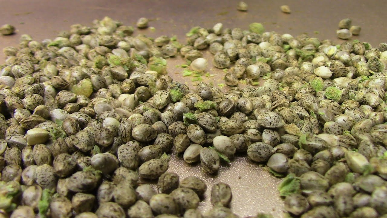 cannabis seed project double grape