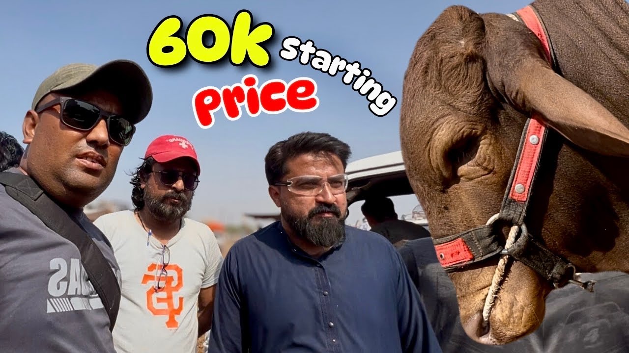 Bhains Colony Mandi Latest Rates Update | Aaj ke Taaza Rate 1 October 2025 🐂🐐