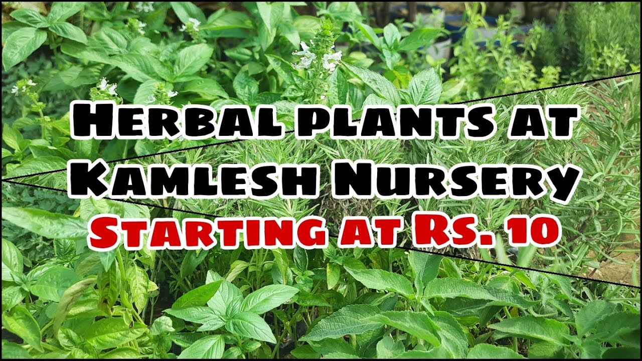 Herbal Plants at Kamlesh Nursery| Starting at Rs.10| Ramiya's Gardening
