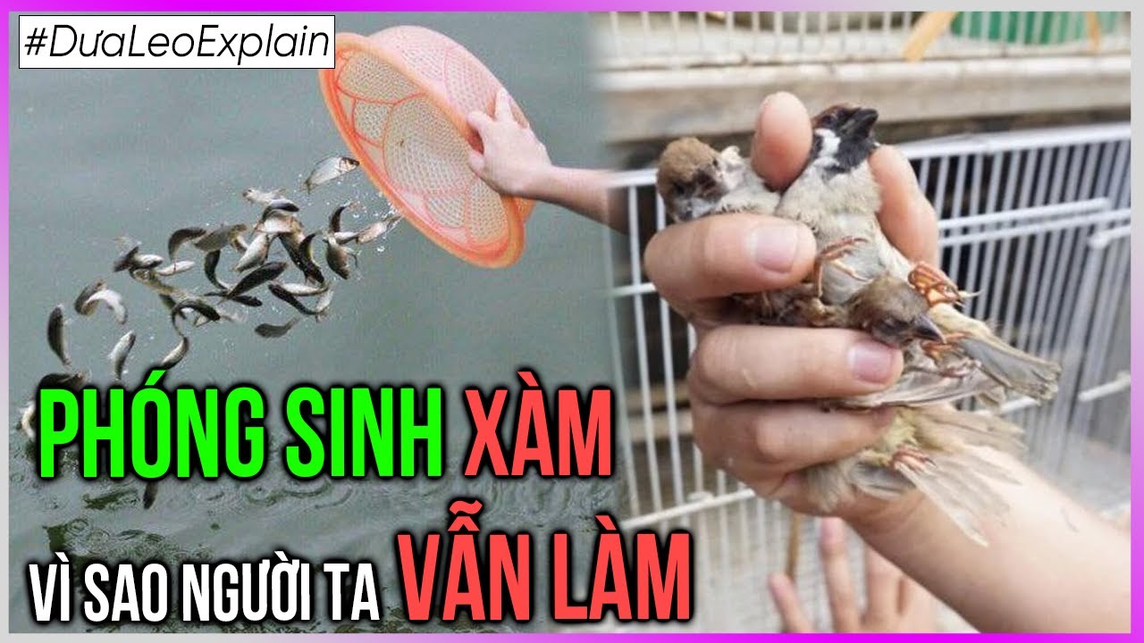 Ph&oacute;ng sinh X&Agrave;M - V&igrave; sao người ta VẪN L&Agrave;M? [Dưa Leo DBTT]
