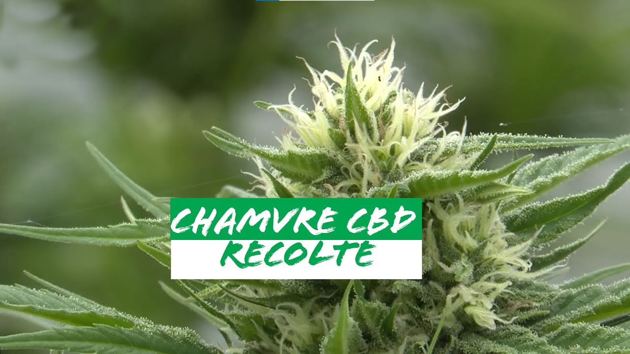 Comment r&eacute;colter le chanvre CBD ?