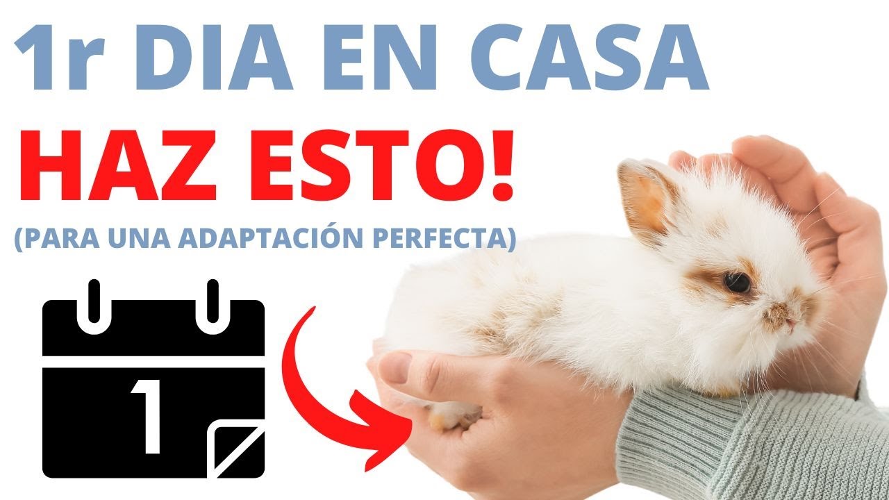 El PRIMER Dia En Casa De Tu CONEJO ¿Qué Hacer?