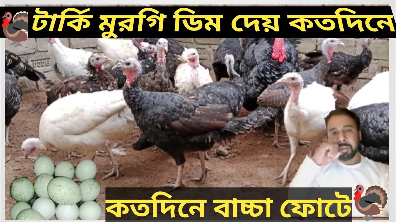 টার্কি মুরগি কত দিনে ডিম দেয় | টার্কি মুরগির ডিম কত দিনে ফুটে | Turkey murgi palan