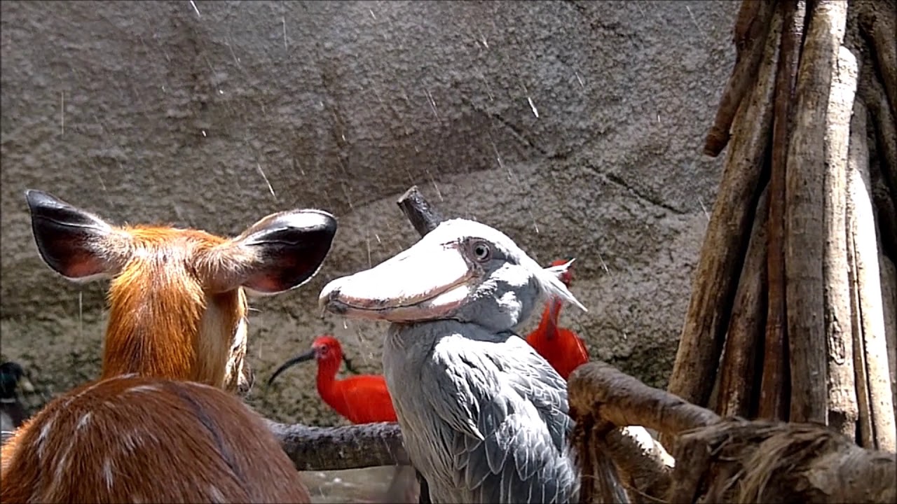 shoebill ハシビロコウ カシシのシャワータイム