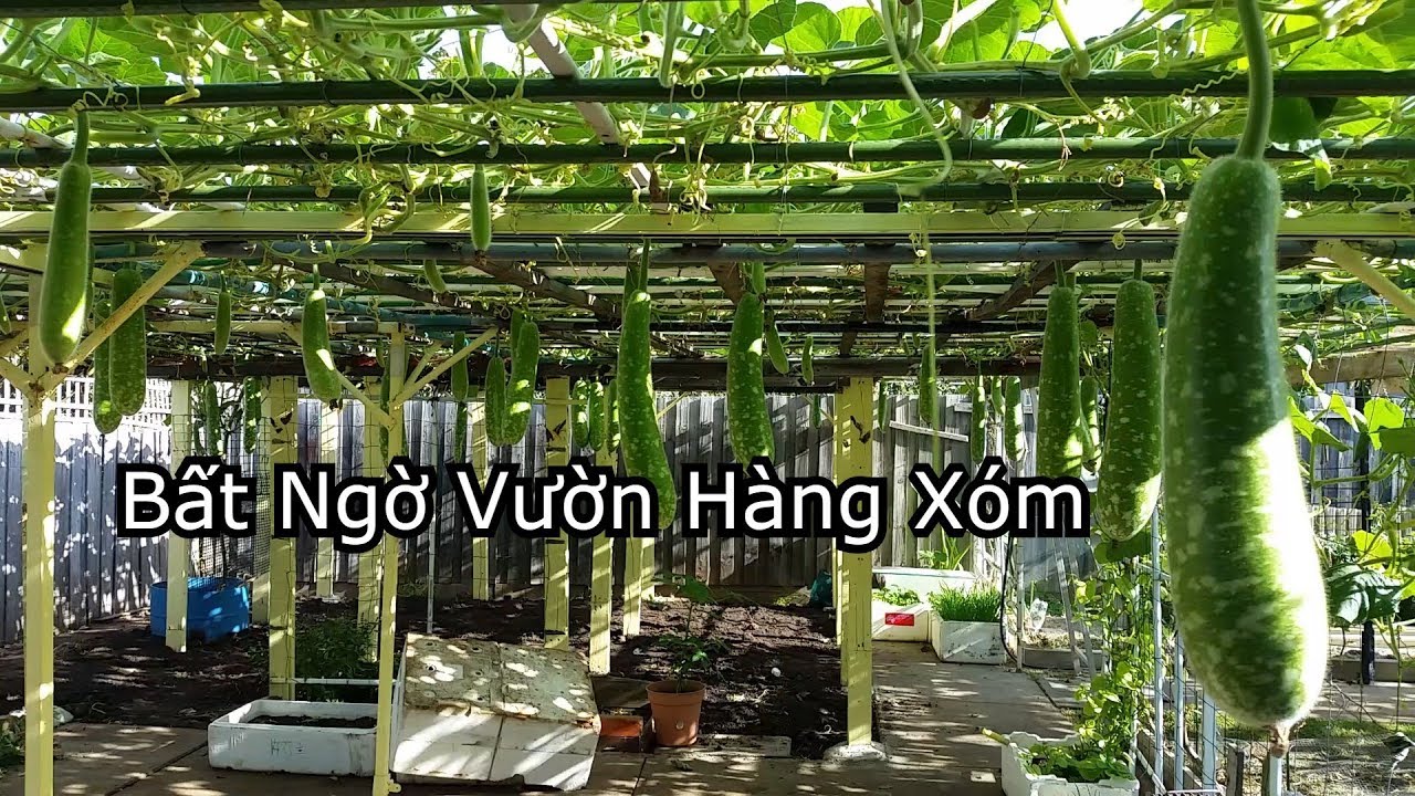 Thăm vườn cây nhà anh Cường