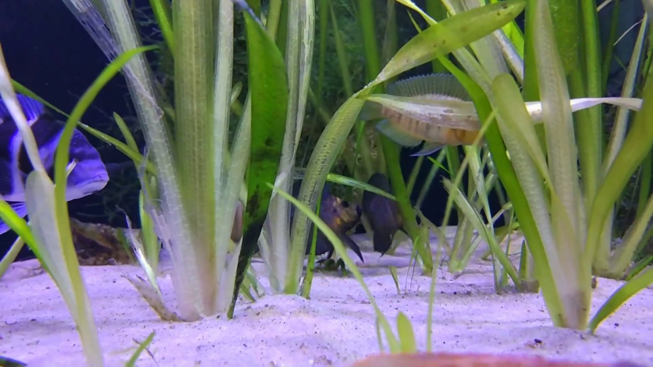 Fight altolamprologus 2