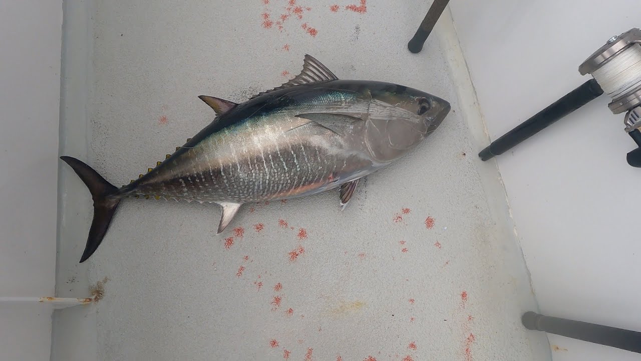 30 lbs Bluefin Tuna Fishing with flyline livebait on Mission Belle, San Diego 7/23/2023