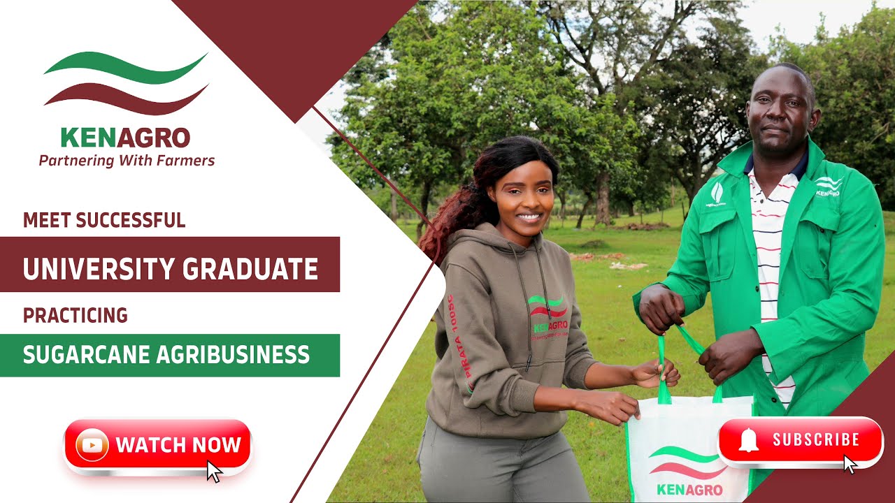 SUGARCANE FARMING IN KENYA - A Public Administration Graduate practicing Sugarcane Agribusiness