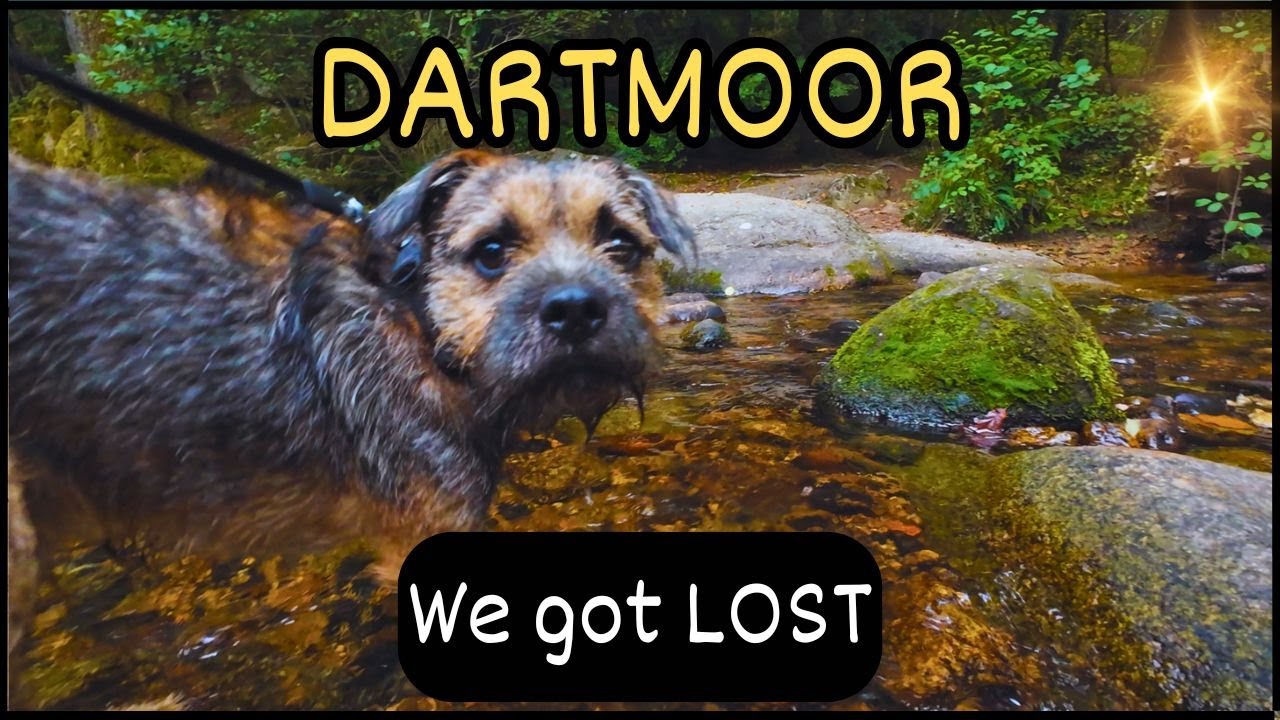 Can a Border Terrier Save Us from Getting LOST in Dartmoor?