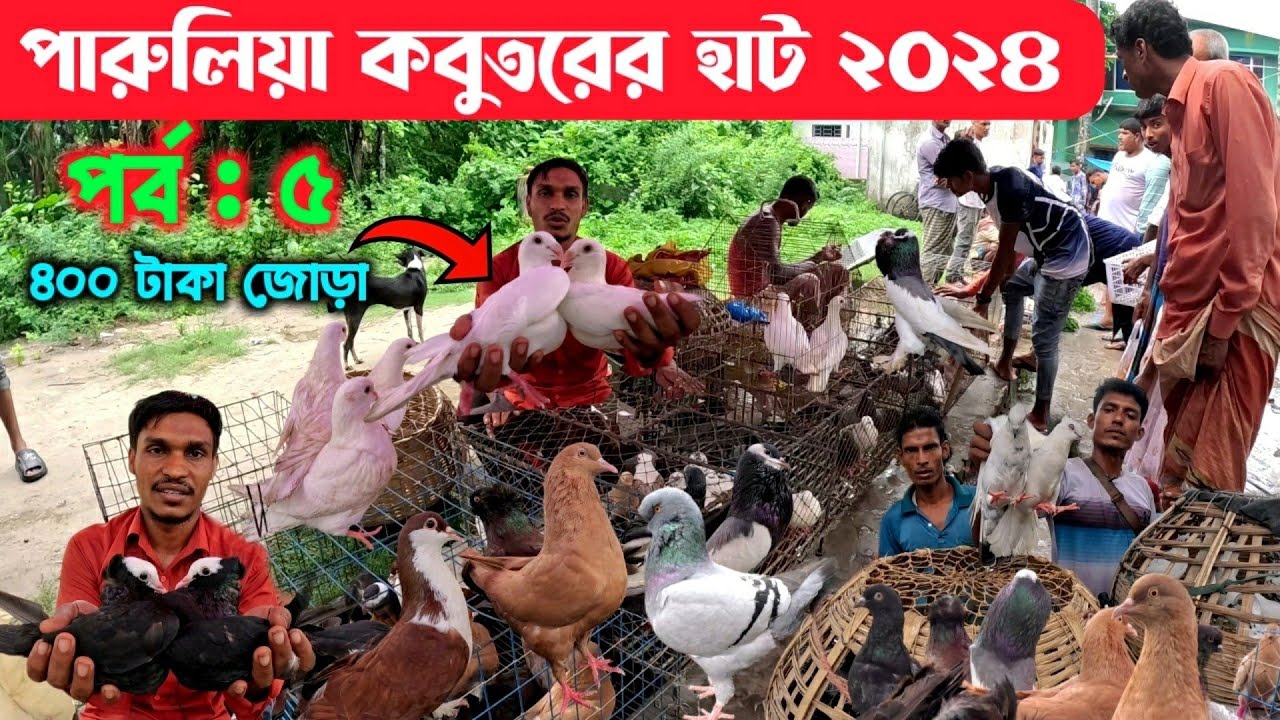মাত্র ২০০ টাকায় হাটের সেরা কবুতর | kobutor hat 2024 | paruliya kobutor hat | today kobutor hat 2024