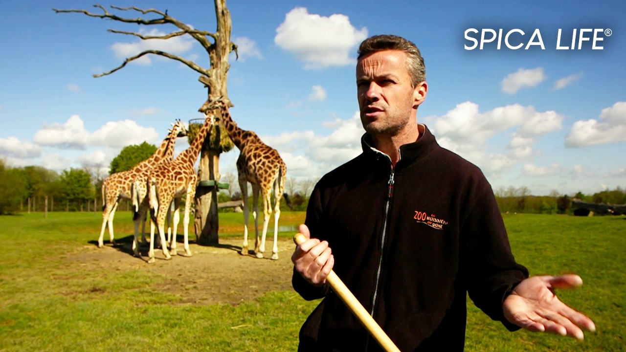 Dans les secrets des Zoos : au cœur des naissances extraordinaires !