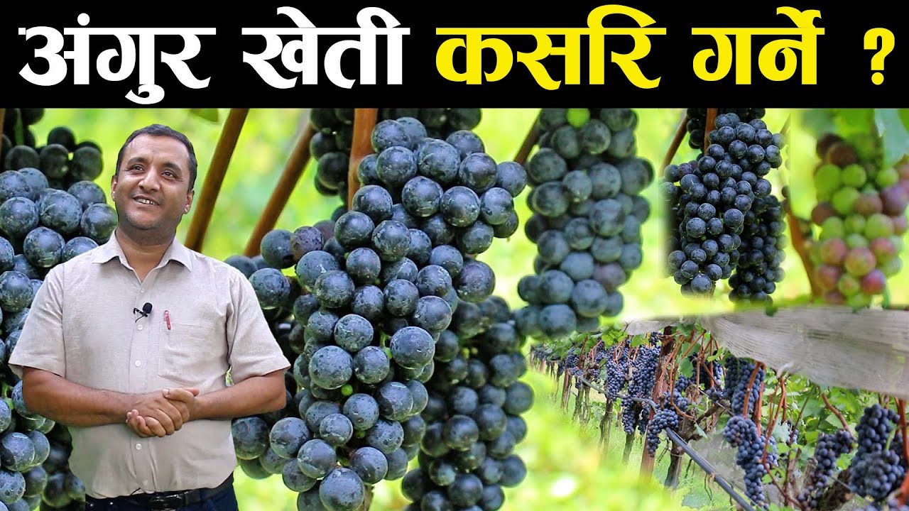 अंगुर खेती कसरि गर्ने ? खेती गर्नु अघि ध्यान दिनु पर्ने बिषयहरु के के हुन् ?