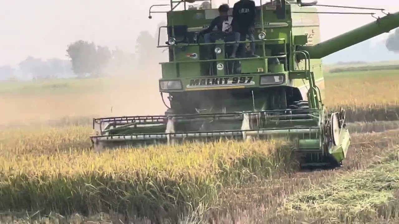 धान की कटाई हो रही है कंबाइन मशीन से बहुत अच्छी तरह से  MALKIT 997 COMBINE HARVESTER MACHINE 