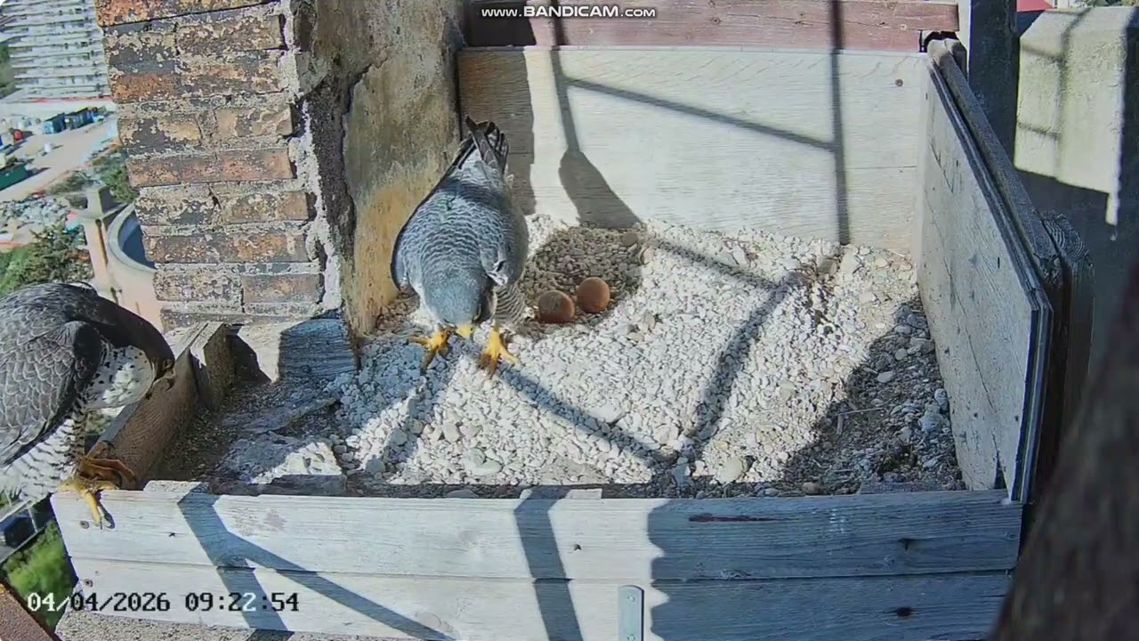 Birdcam.it  - Sok&oacute;ł wędrowny Roma - Alby & Vely,  zmiana 2026 04 04