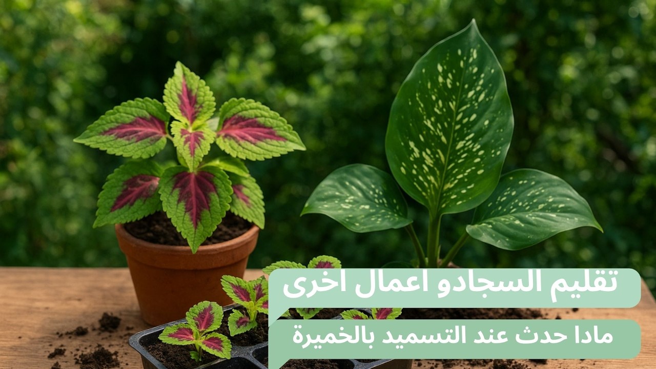 تجربتي في تقليم نبات السجاد وزراعة البذور الشتوية | سماد الخميرة لنتائج مذهلة!