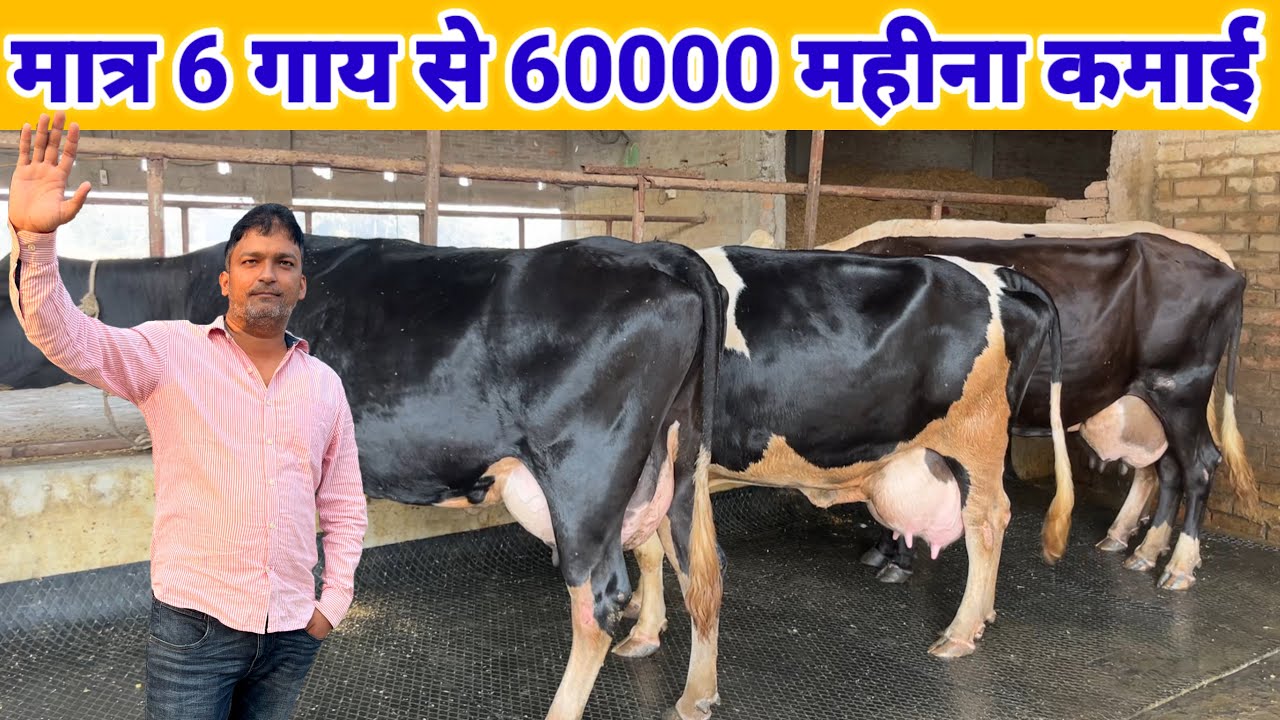 मात्र 6 गाय से 60 हजार महीना कमाई | Small Dairy Farm Business Plan #dairyfarmingvideo 