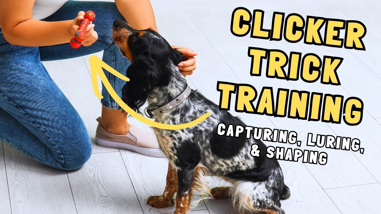 Mastering Clicker Training: How to Teach Cues Using Capture, Shape, and Lure