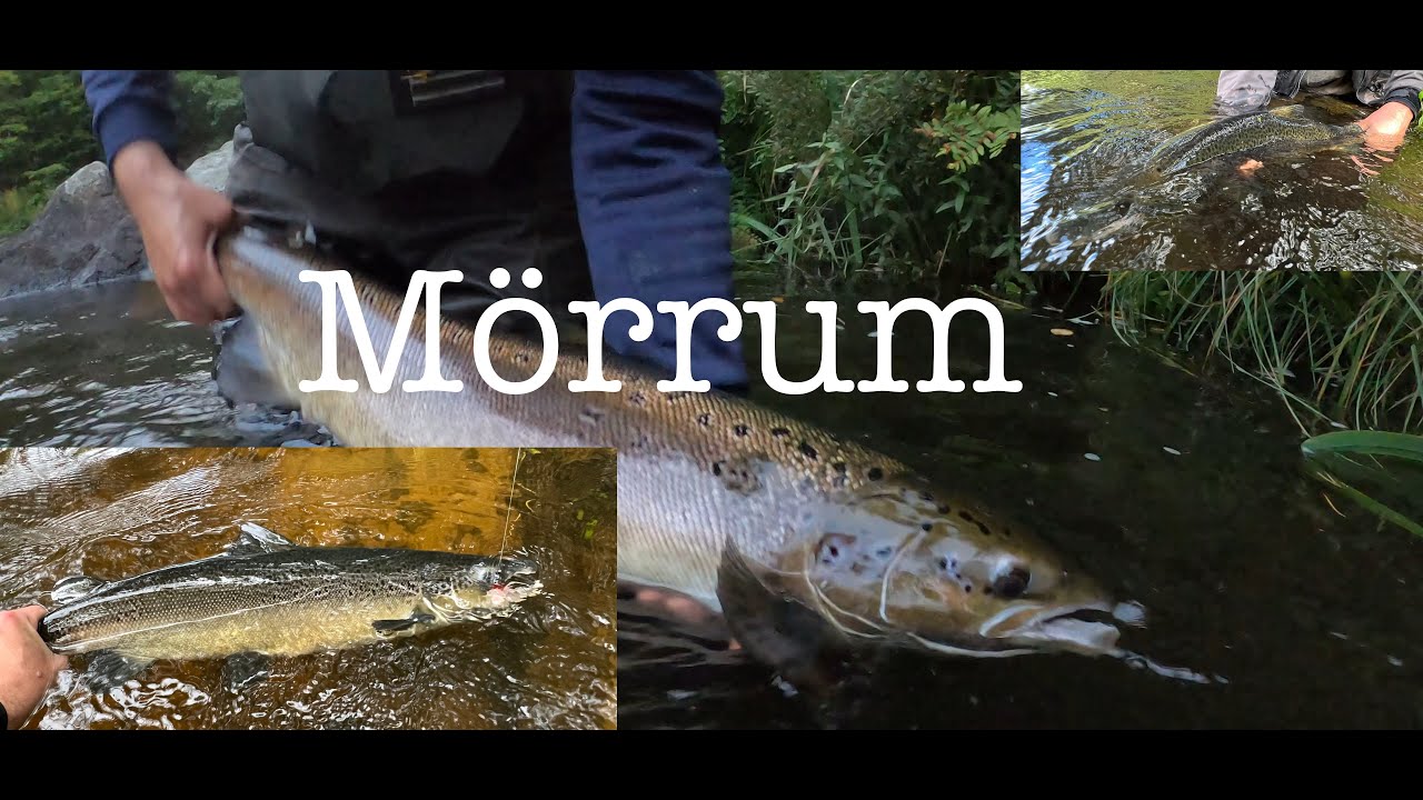 Laxfiske i Mörrumsån September 2023