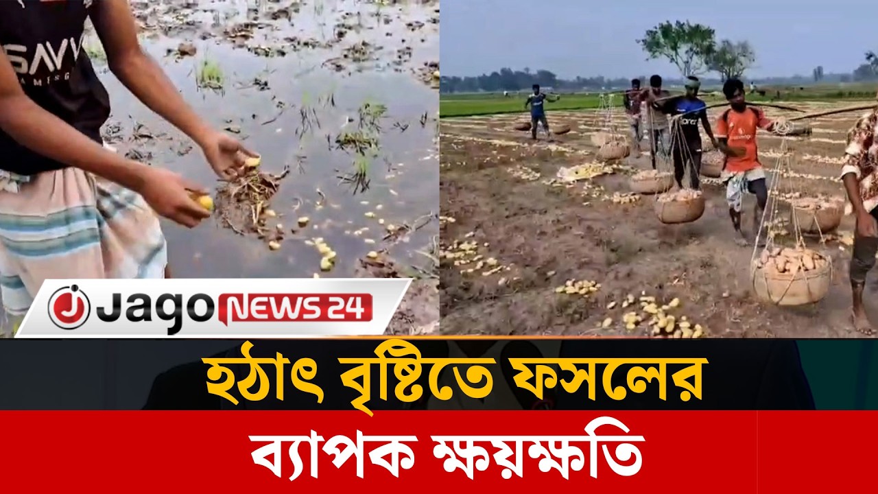 গাইবান্ধায় হঠাৎ বৃষ্টিতে ফসলের ব্যাপক ক্ষয়ক্ষতি | Gaibandha Rain | Crop Damage | Jago News