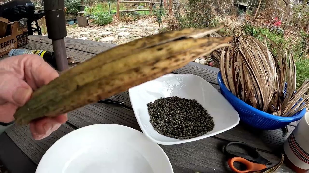 The BEST Okra Seed Collecting Video