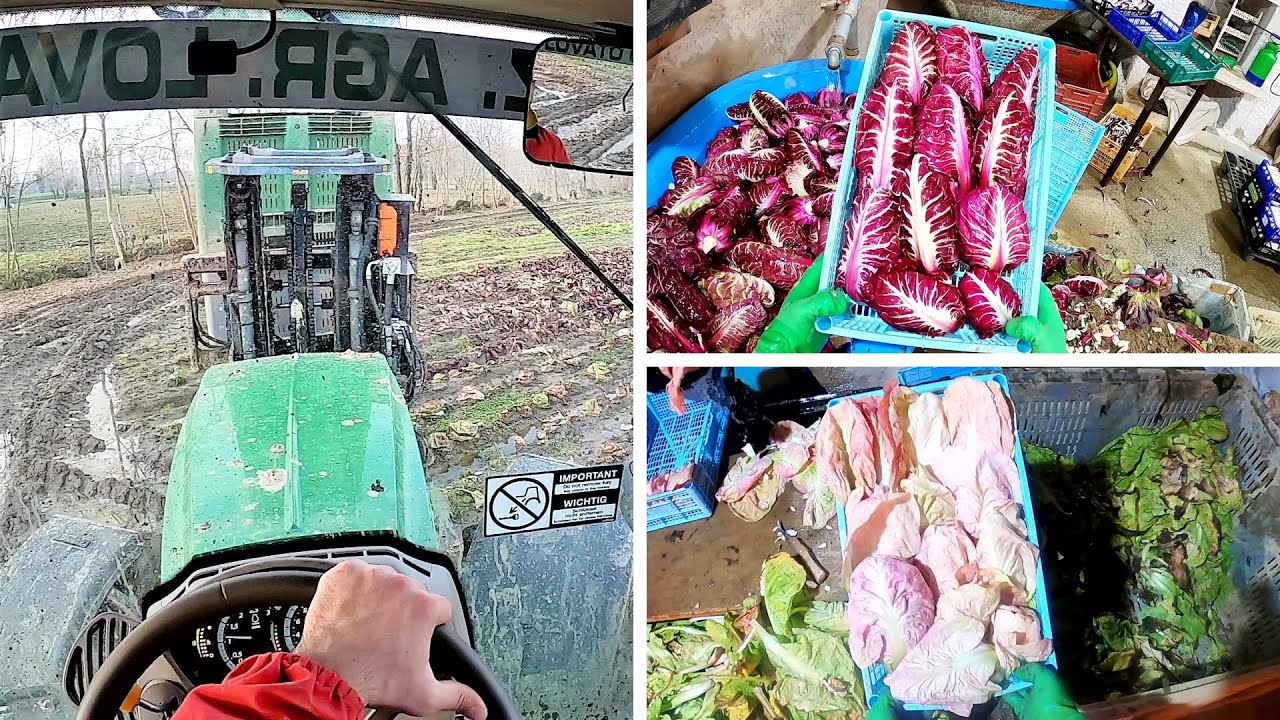 La Rubrica dell'Orticoltore | Radicchio Rosa e Radicchio a Costa Rossa