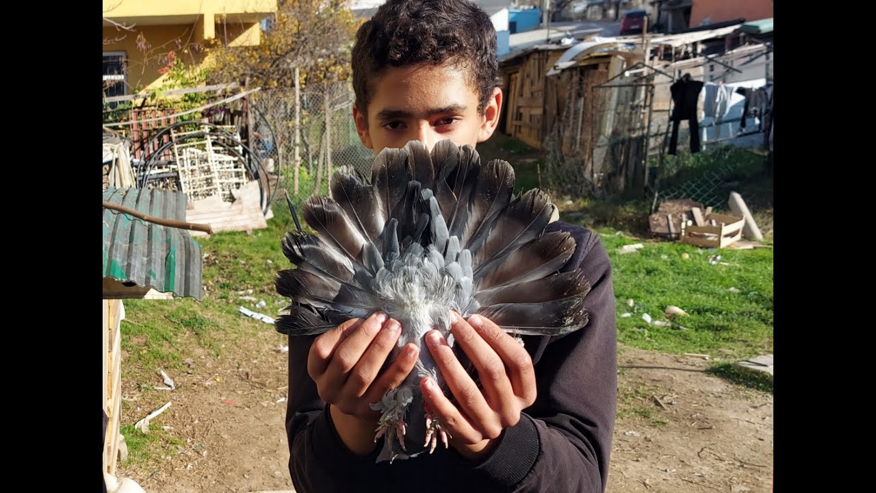 Geleceğin Büyük Seyisleri. Darıca Göldereden Ahmetin Taklacı Güvercin Kümesi. Darıca Oyun Kuşu Kümes