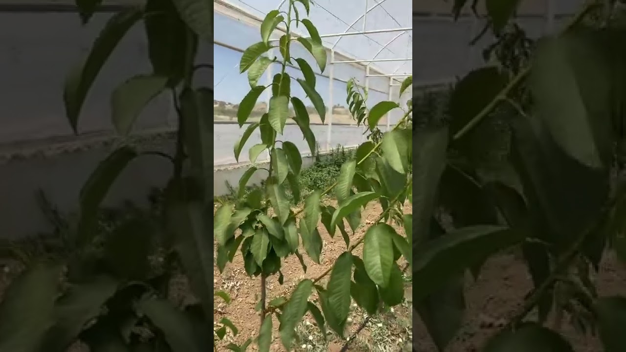 Örtü altı  serada kiraz yetiştiriciliği