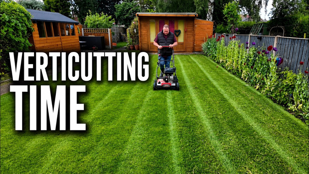 My Summer Lawn Renovation Routine - Why Verticutting Helps