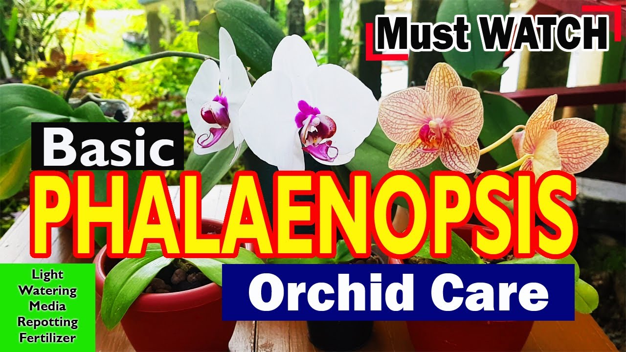 PHALAENOPSIS ORCHID CARE |Everything you need to know | Light, Watering,Media,Repotting,Fertilizer