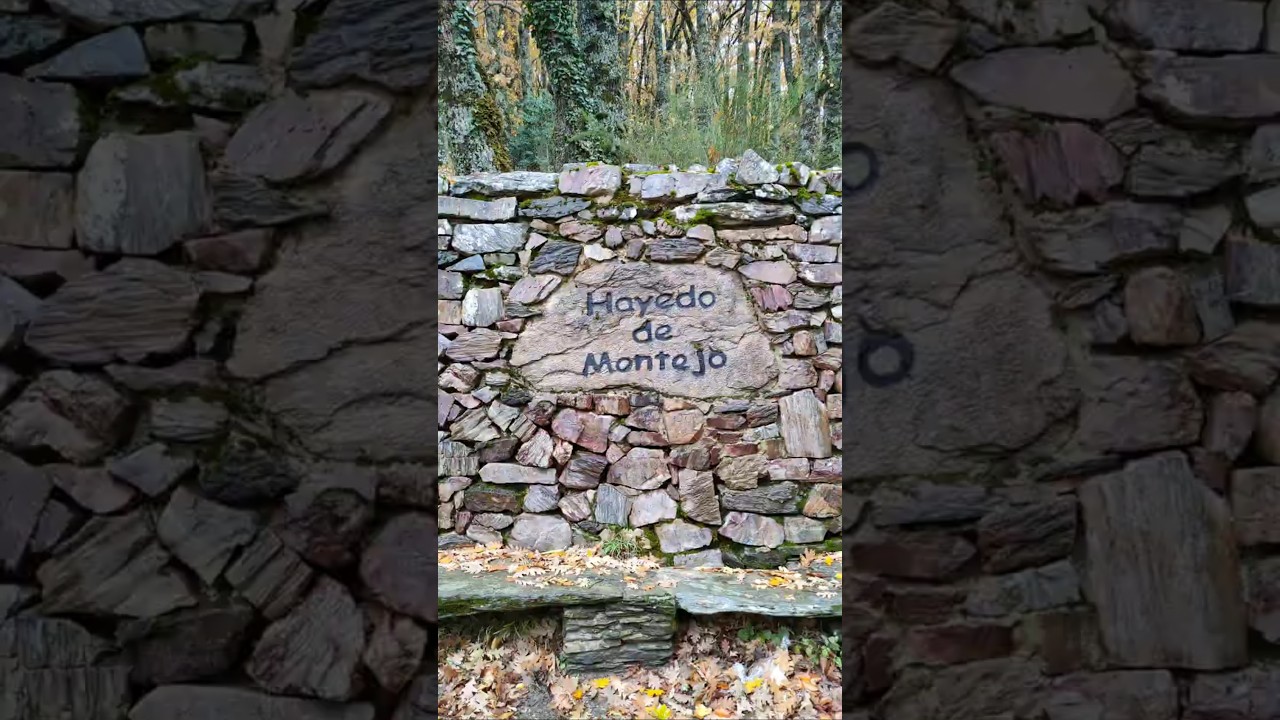 Hayedo de Montejo. Sierra del Rincón (MADRID) 🍂🍁