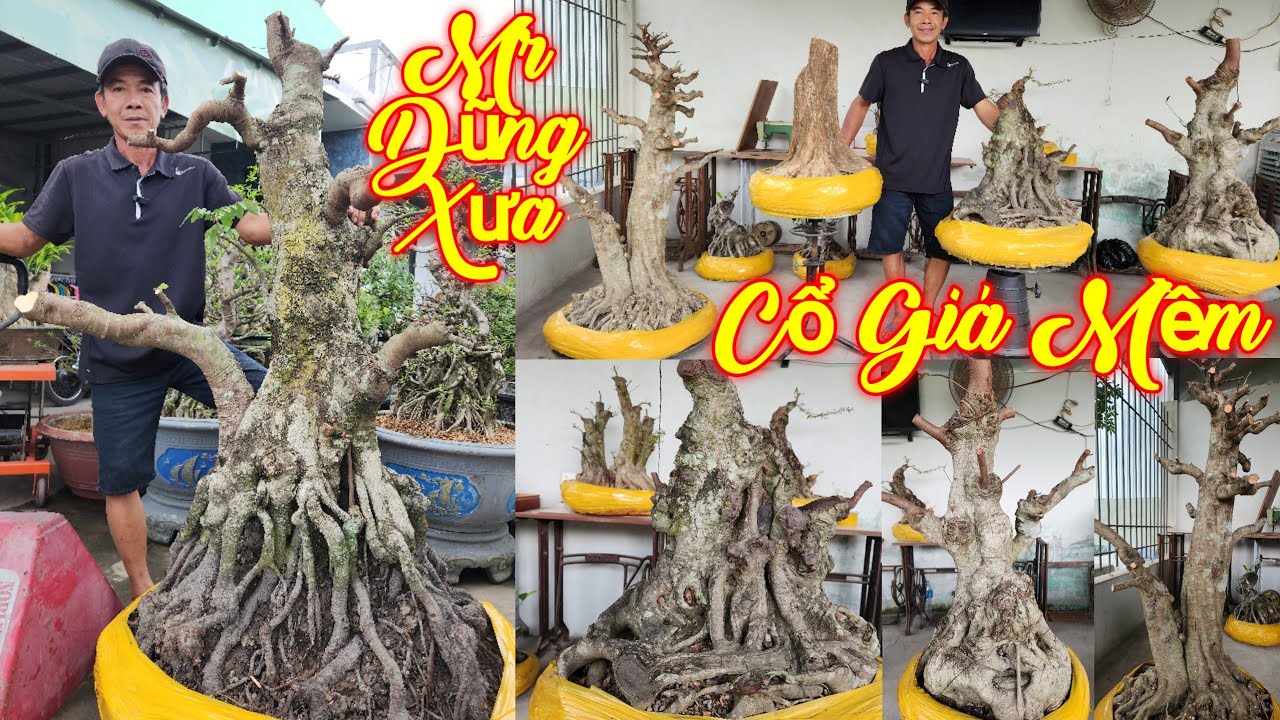 MR DŨNG | #0917876747 | CÂY CỔ GIÁ MỀM KHẾ, SỘP ĐỎ, MCT NU, KIM GIÒN, PHÁT TÀI, SI HỒNG, VÚ SỮA, SAM