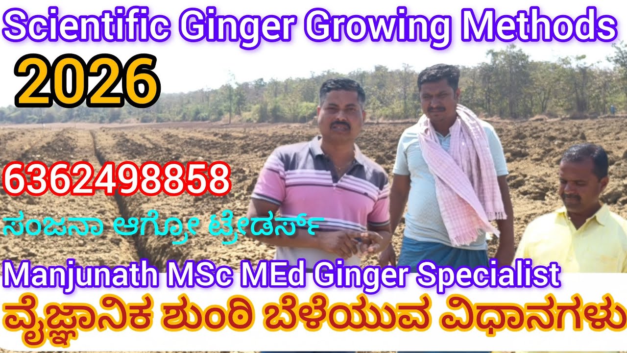 100% ಲಾಭ ಕೊಡುವ ವೈಜ್ಞಾನಿಕ ಶುಂಠಿ ಕೃಷಿ ವಿಧಾನ ಹೆಚ್ಚು ಉತ್ಪಾದನೆ ಗ್ಯಾರಂಟಿ @sanjana31agro 