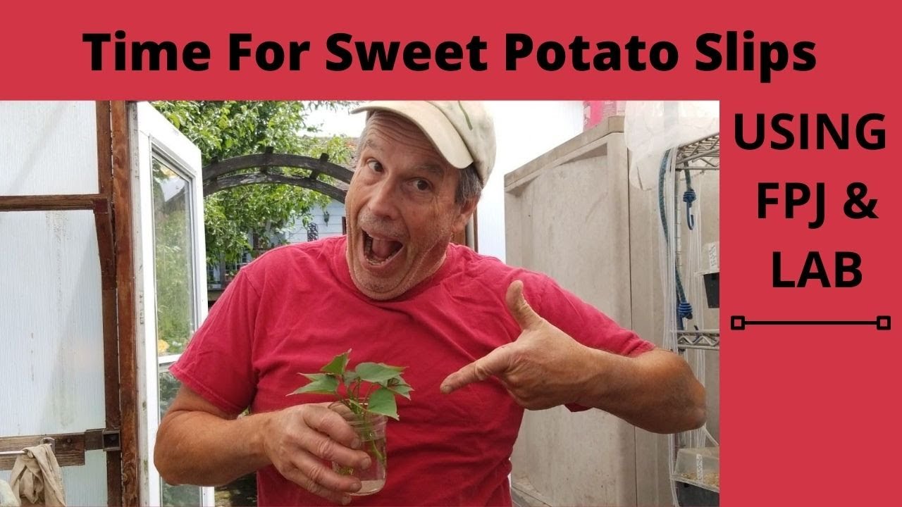 Time For Sweet Potato Slips