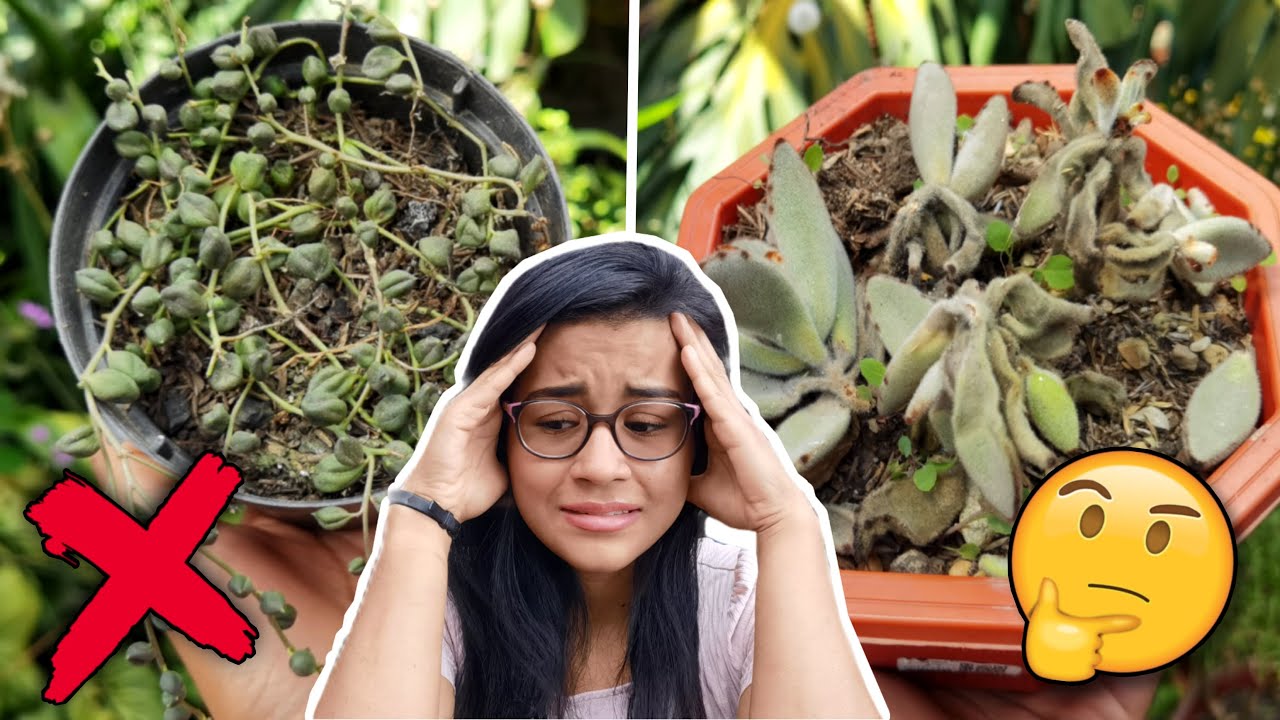 SUCULENTAS QUE NO DEBES TENER - son muy difíciles de cuidar 😩🌱