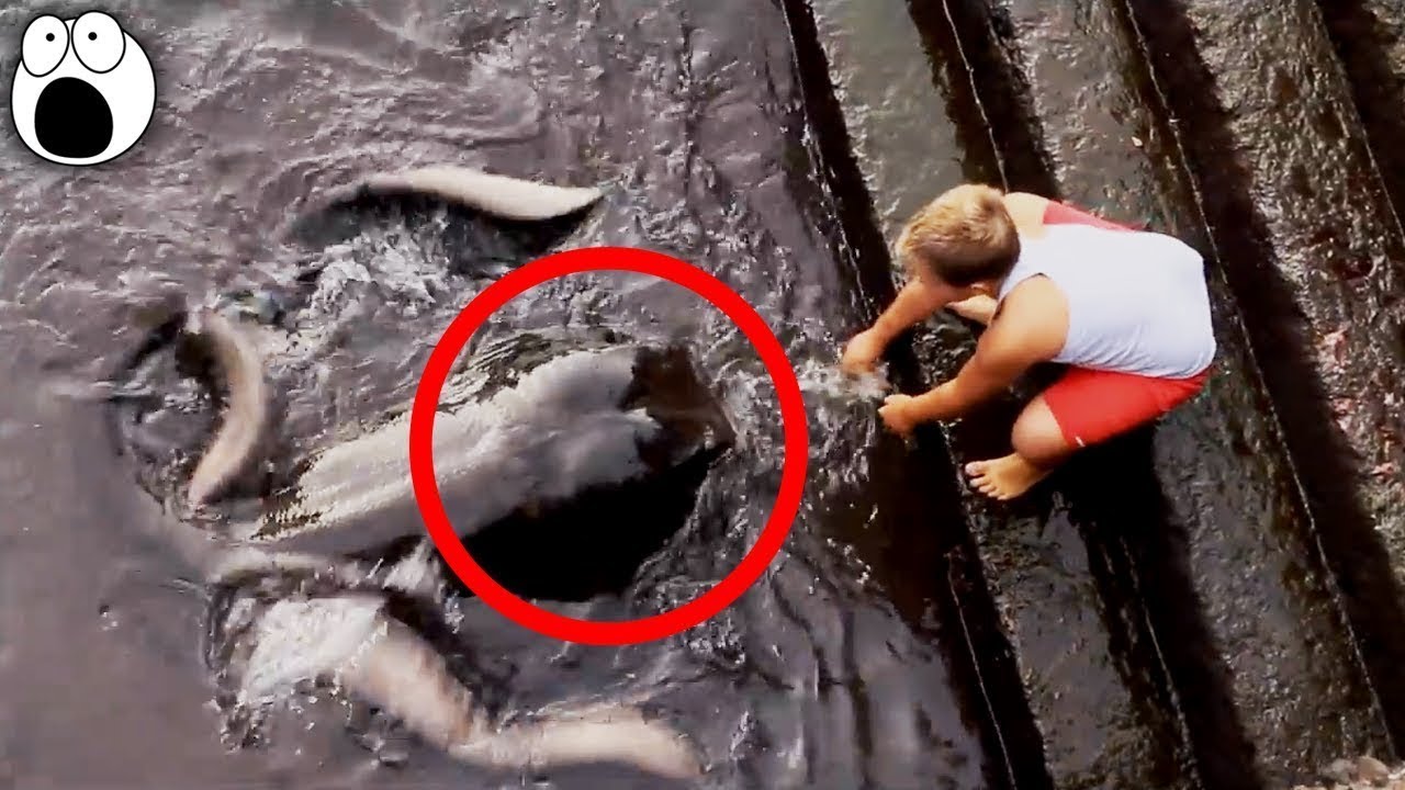 Top 10 Strangest Creatures Ever Caught On Camera, Scary Undefined Creature - Hauntings