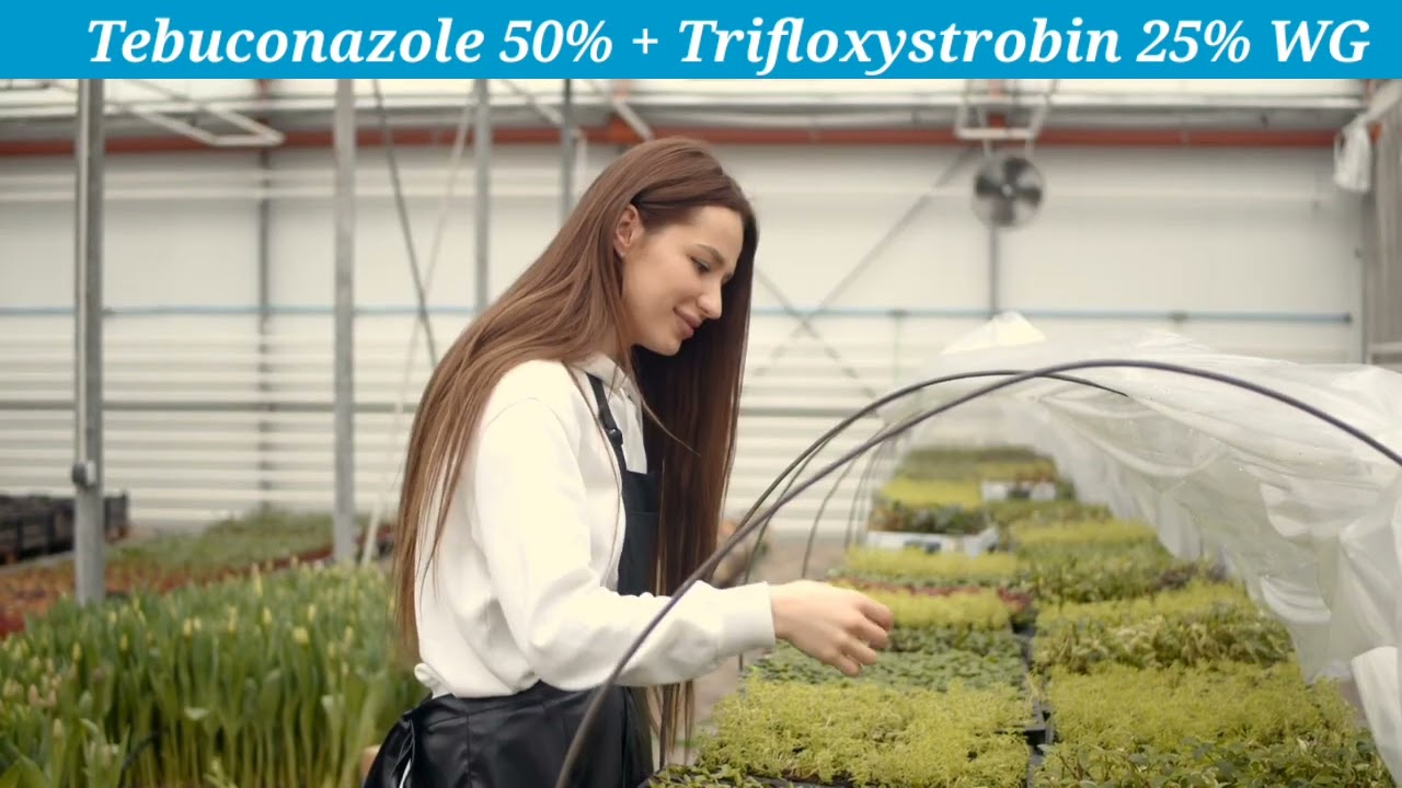 Tebuconazole 50% + Trifloxystrobin 25 % WG