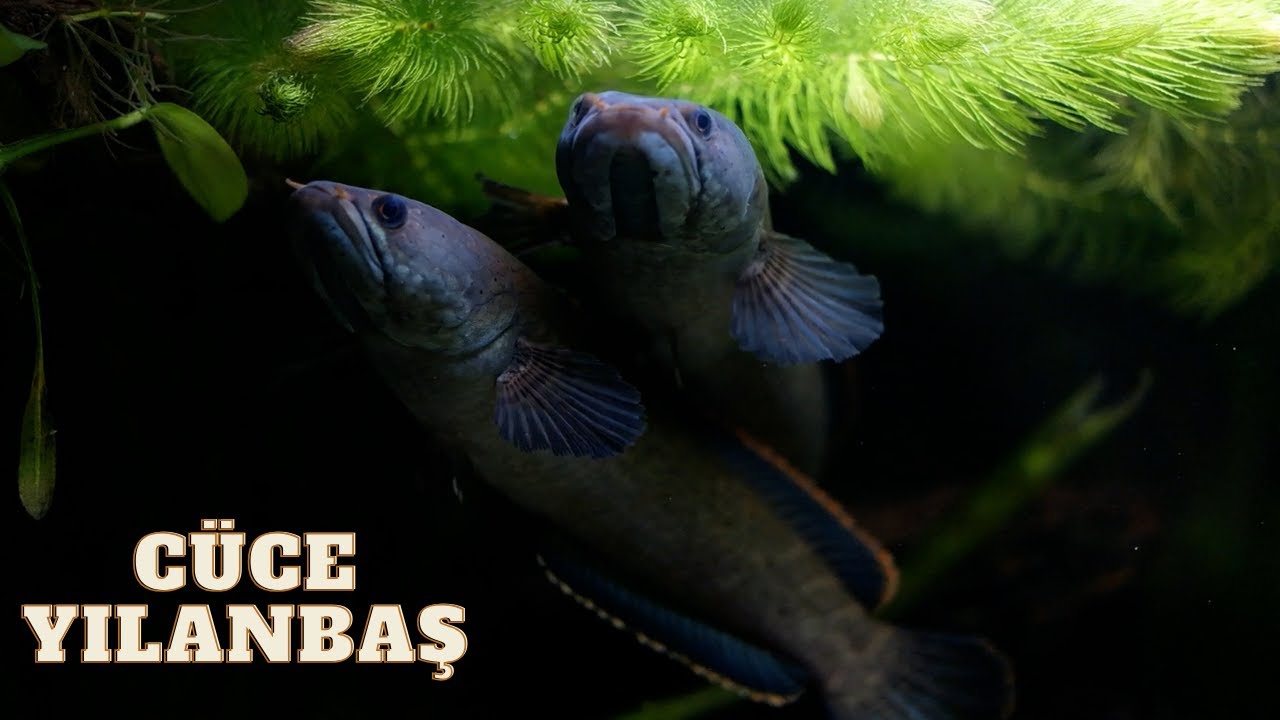 Channa Limbata I Yeni Tank, Üretim Denemeleri I Cüce Yılanbaş Bakımı !