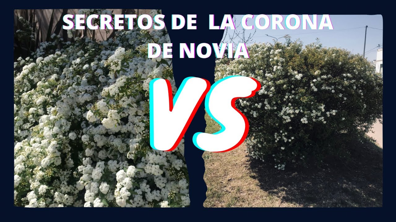 ✅CURSO JARDINERIA. Secretos. Cuidados. Corona de novia. Primavera. Floración. Arbusto. Suelo. Poda.