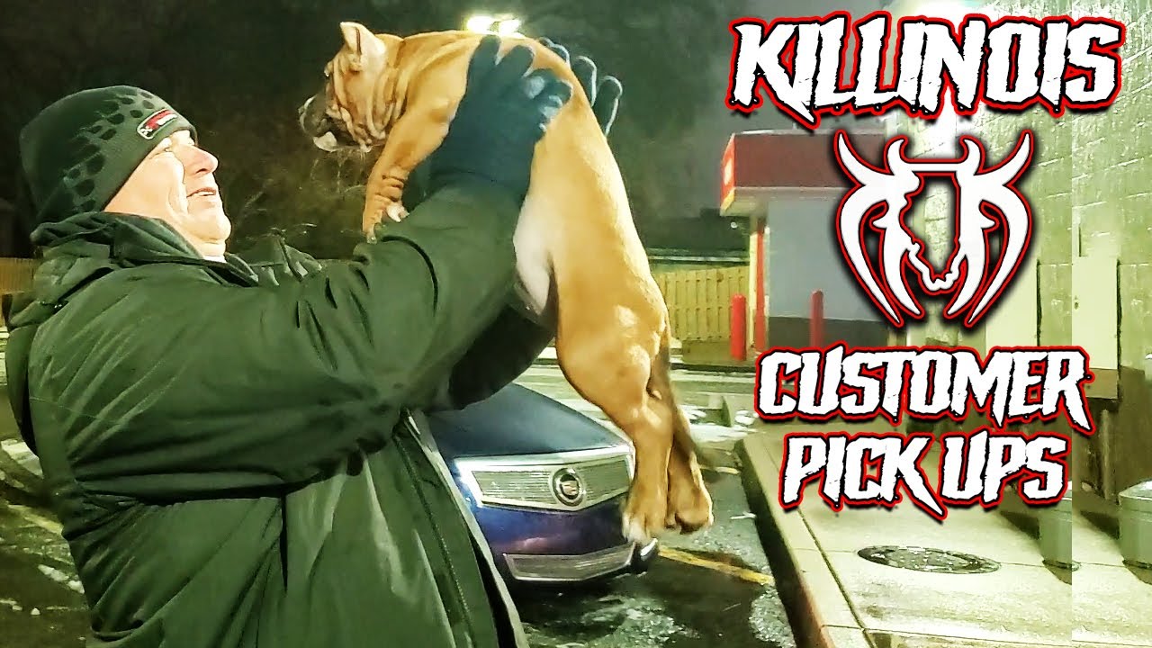 AMERICAN BULLY CUSTOMER PICK UPS FROM THE WORLD FAMOUS KILLINOIS KENNELS