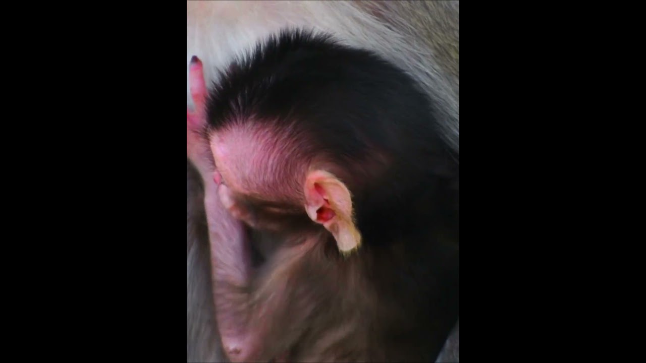 The Cute Baby Monkey #monkey
