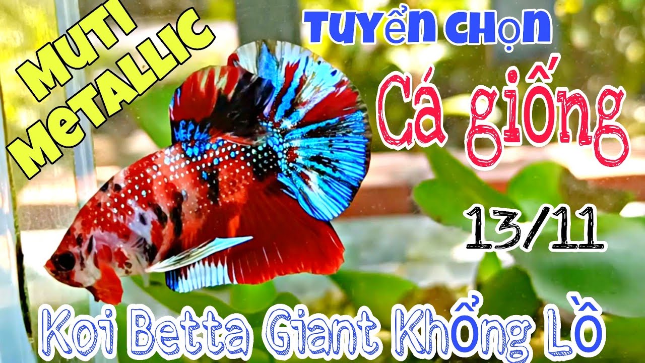 Đợt cá Betta GIANT KHỔNG LỒ Sale 13/11 | Metallic, Muticorlor, Galaxy Koi... 🇻🇳 ✈️ 🌎