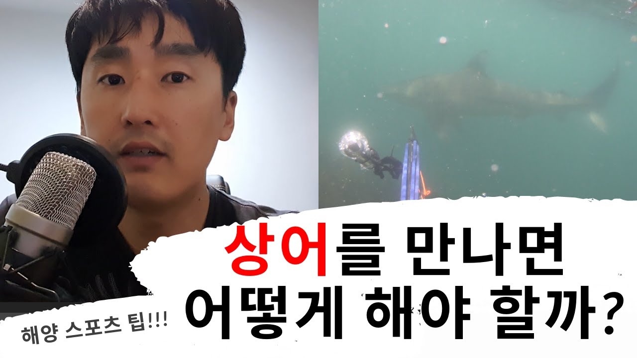 상어 대응 방법!!! #작살난다 #스피어피싱 #Spearfishing #작살낚시 #다이빙 #뉴질랜드 #호주