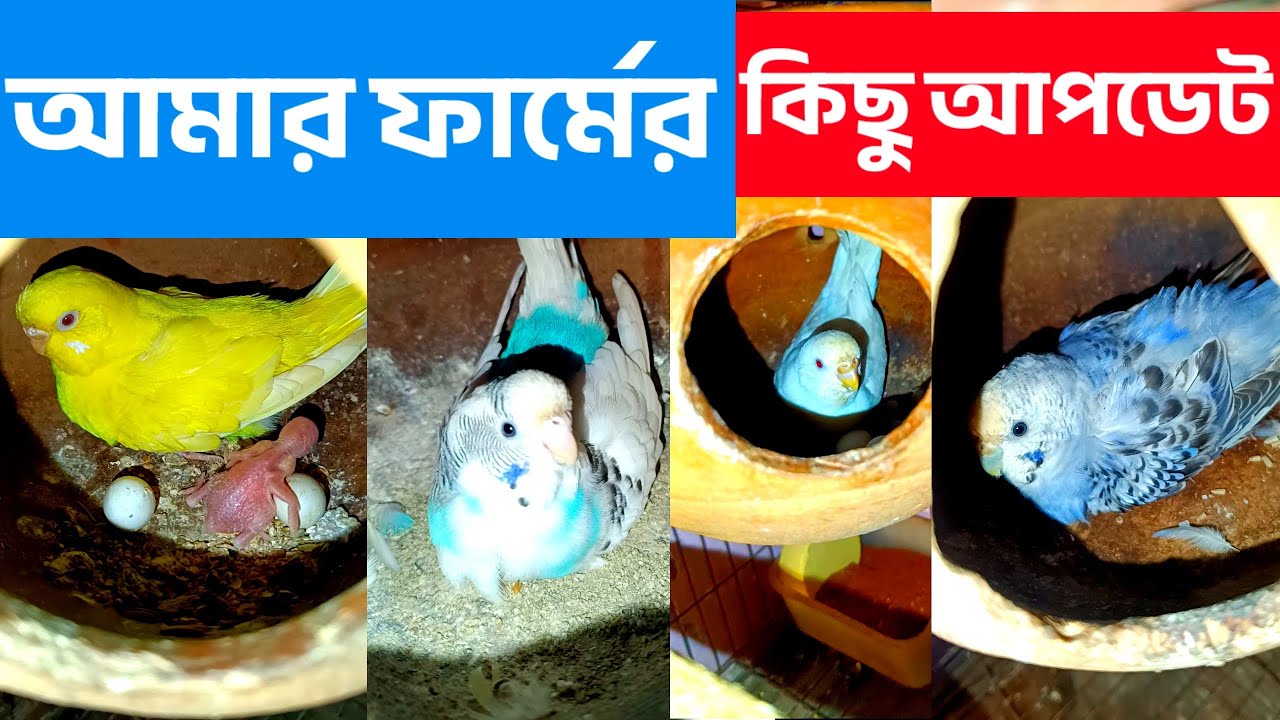 আমার বাজরিগার পাখির ফার্মের আপডেট!Update on my budgerigar bird farm!🦜❤️
