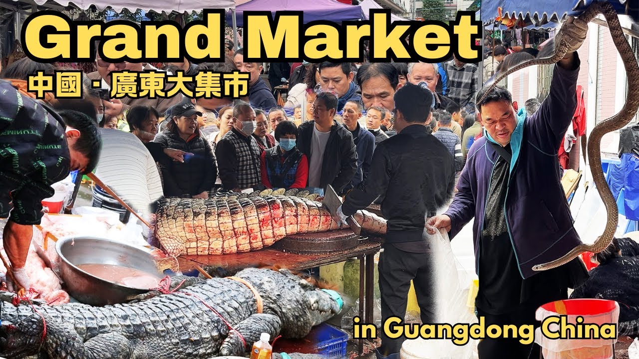 中國廣東大集市，廣東人到底有多敢吃？鱷魚肉排隊買，一上午賣掉4整條鱷魚，徒手抓活蛇！廣東人愛煲湯，整條街都是賣煲湯料的！