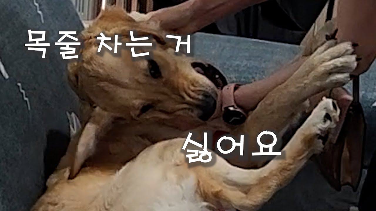 애견교육에 특별한 무엇이 있다는 착각을 버리세요.